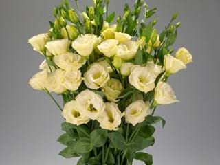 Eustoma Rosita Yellow