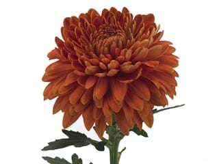 1Hd Chrysanthemum Saffier