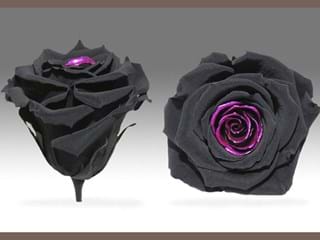 Forever Tear Φ - NEED TRANSLATION