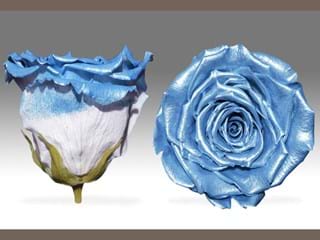 Forever Satin Blue - NEED TRANSLATION