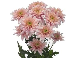 Χρυσάνθεμα Snooker Pink