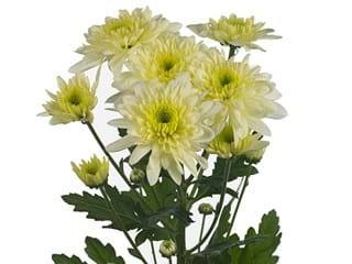 Χρυσάνθεμα Snooker White