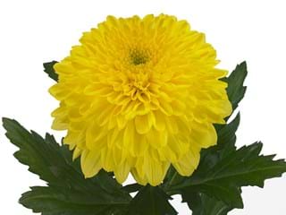 1Hd Chrysanthemum Snooker