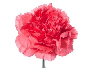 Γαρύφαλλα Sole