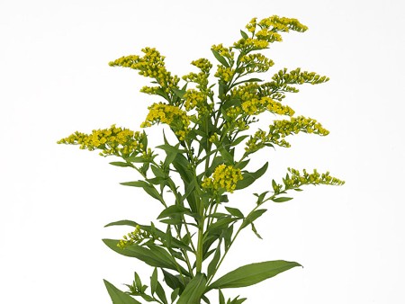 Solidago Garzan Glory