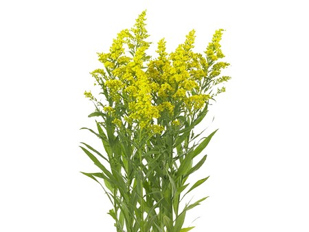 Solidago Golden Glory