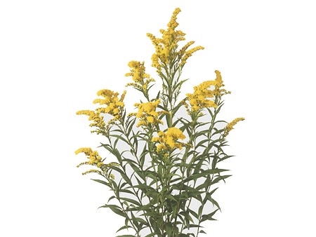 Solidago Golden Wings