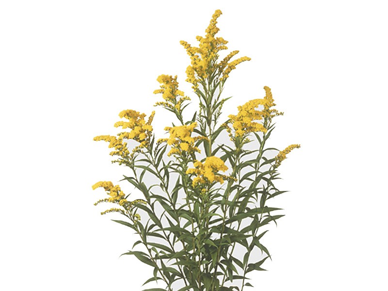Solidago Golden Wings