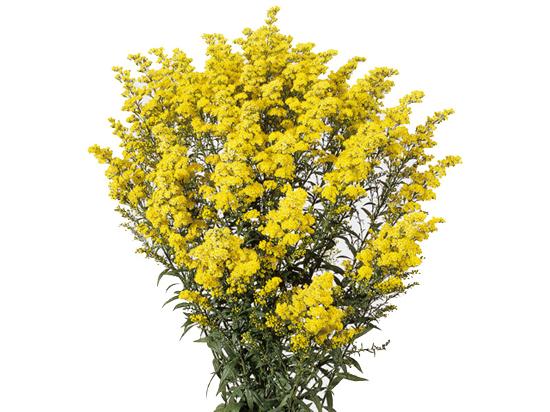 Solidago Tara