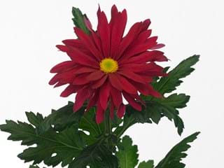 1Hd Chrysanthemum Stellini