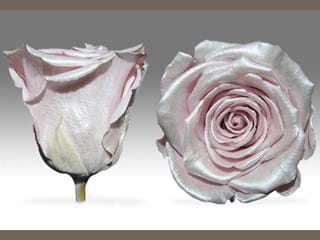 Forever Satin Berry - NEED TRANSLATION