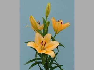 Lilium La Salmon Classic