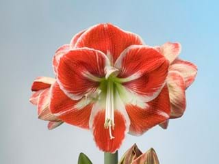 Hippeastrum Samba