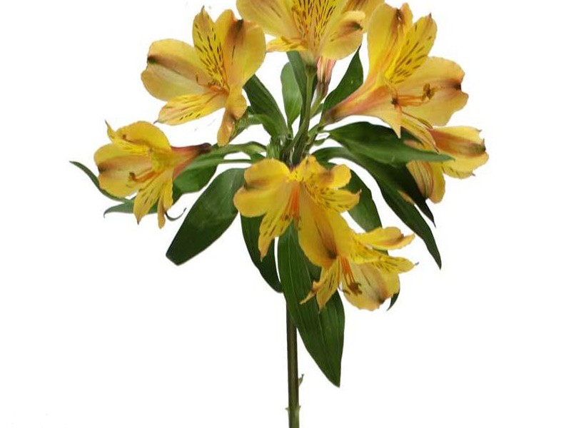 Senna
