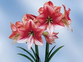 Hippeastrum Showmaster