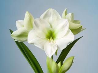 Hippeastrum Siberia