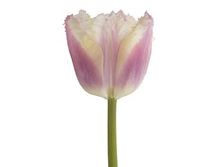 Τουλίπες Siesta