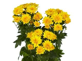 Χρυσάνθεμα Sonero