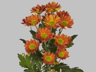 Χρυσάνθεμα Space