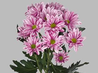 Χρυσάνθεμα Stylist 