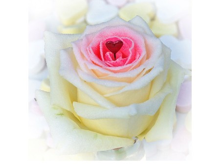 Rosa Sugar Love