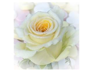 Rosa Sugar Yellow
