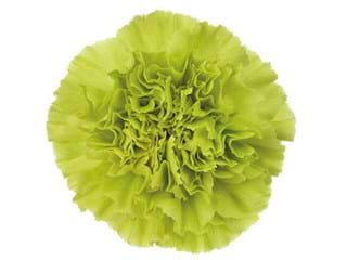 Γαρύφαλλα Teerracotta