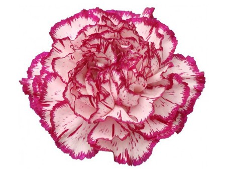 Dianthus Tico-Tico