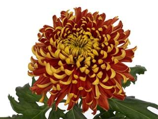 1Hd Chrysanthemum Tom Pearche