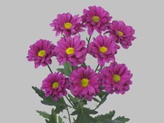 Χρυσάνθεμα Toshka 