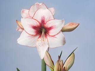 Hippeastrum Temptation