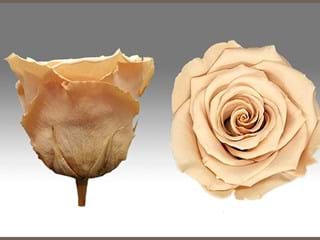 Forever Κρεμ - NEED TRANSLATION