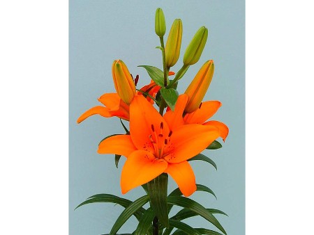 Lilium Az Tresor