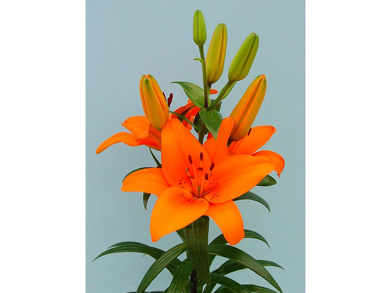 Lilium Az Tresor
