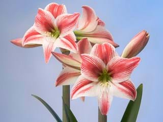 Hippeastrum Twinkle