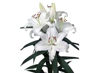 Lilium Or Universe