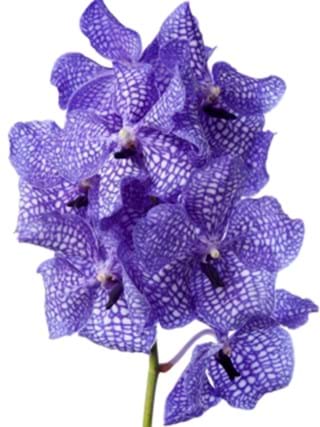 Vanda Delf Blue