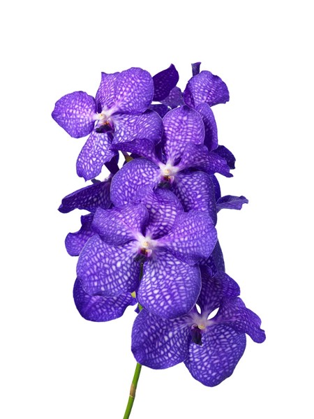 Vanda Magic Blue
