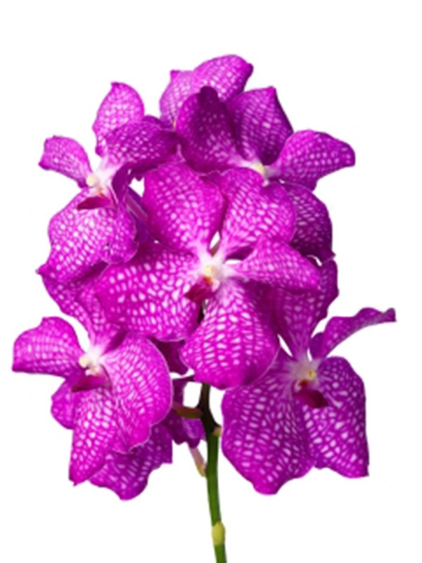 Vanda Magic Pink