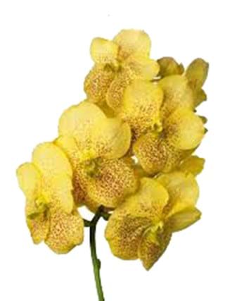 Vanda Magic Yellow
