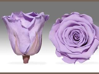 Forever  Μίλκα - NEED TRANSLATION