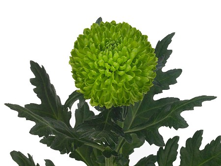 1Hd Χρυσάνθεμα Wasabi