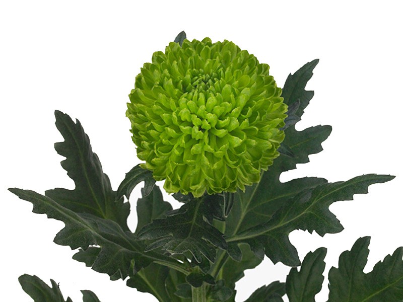 1Hd Χρυσάνθεμα Wasabi