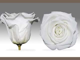 Forever Λευκο - NEED TRANSLATION