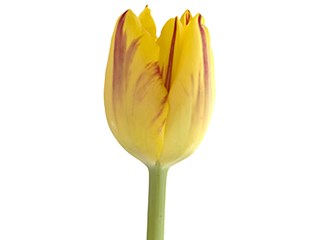 Τουλίπες Washington