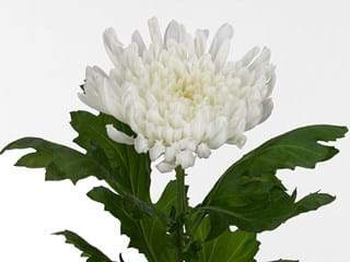 1Hd Chrysanthemum Yazoo