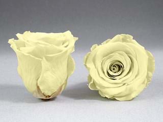 Forever Ιβουαρ - NEED TRANSLATION