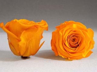 Forever Πορτοκαλί - NEED TRANSLATION