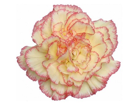 Dianthus Yellow-Red