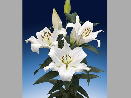 Lilium Or Zambesi
